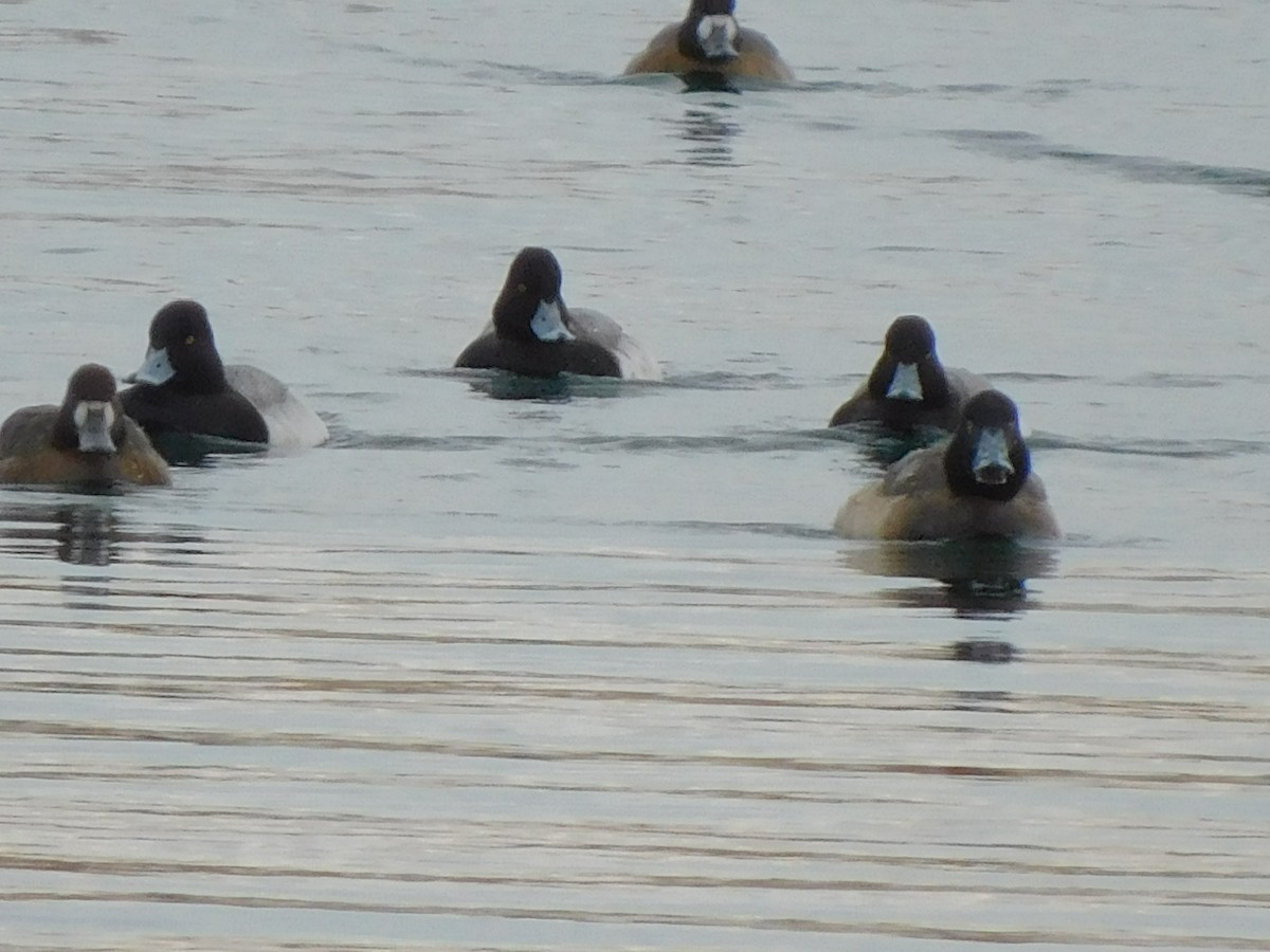 Lesser Scaup - ML303394781