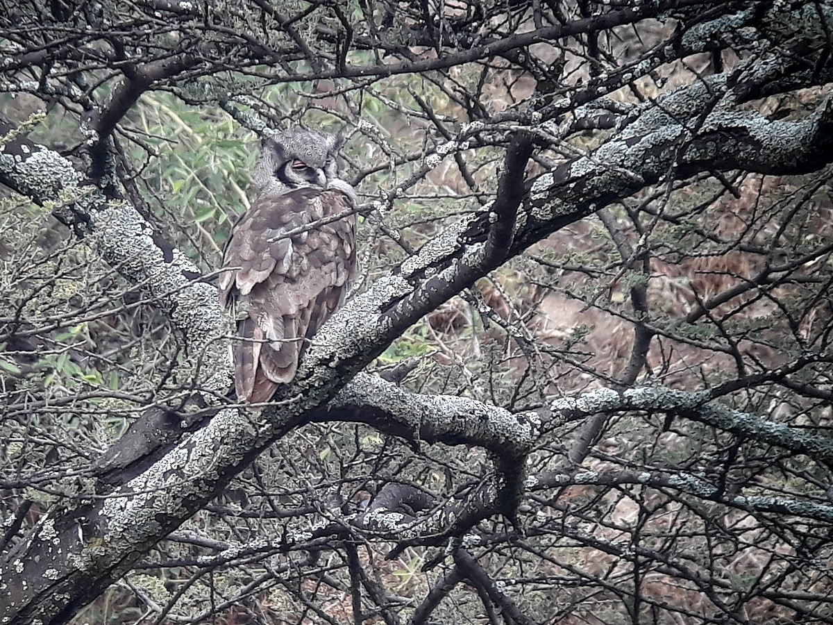 Verreaux's Eagle-Owl - ML303395151