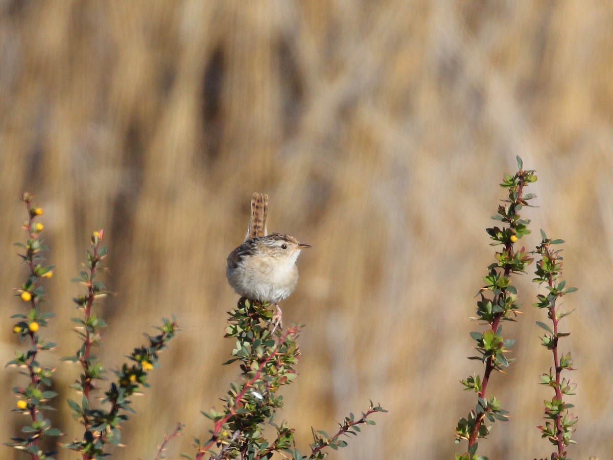 Grass Wren - ML303395831