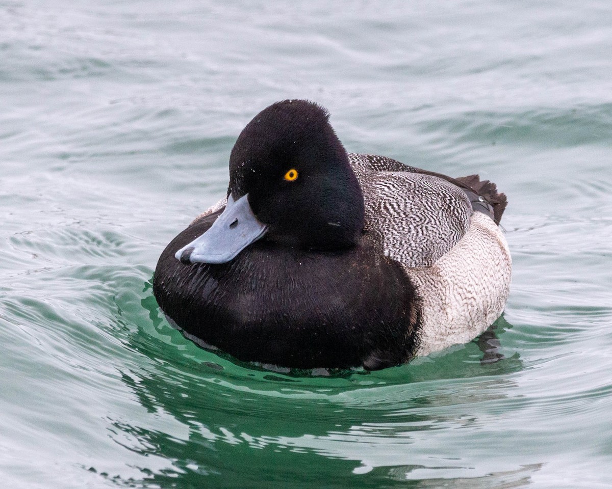 Lesser Scaup - ML303396231