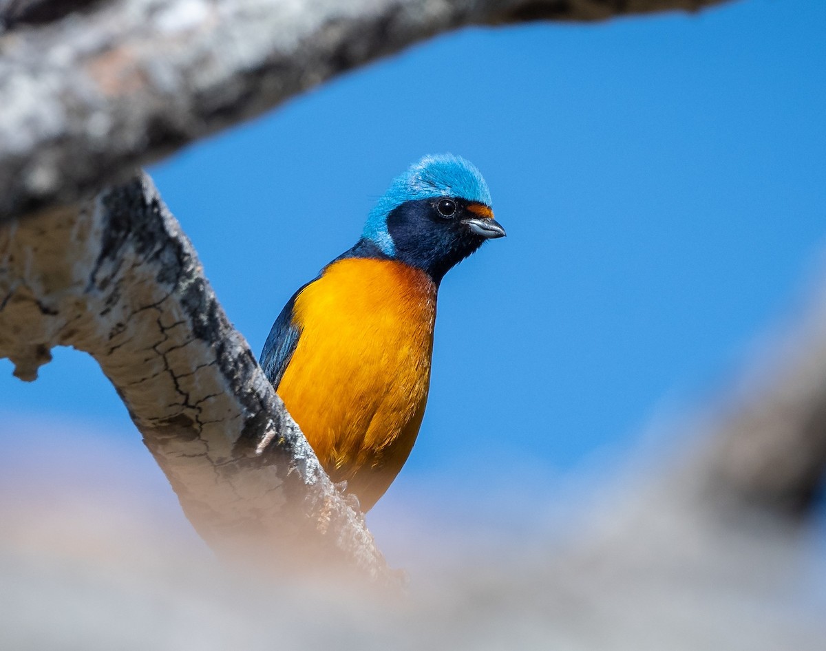 Elegant Euphonia - Rio Dante