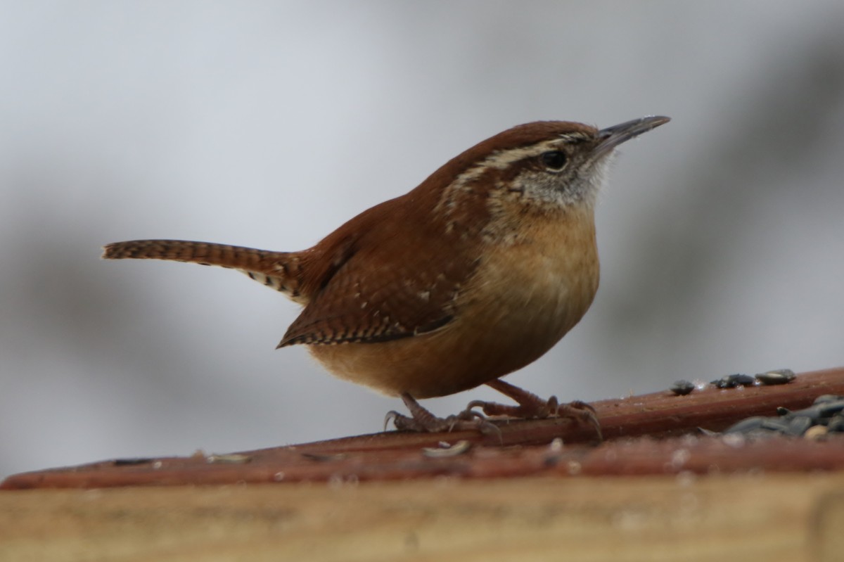 Carolina Wren - ML303399791