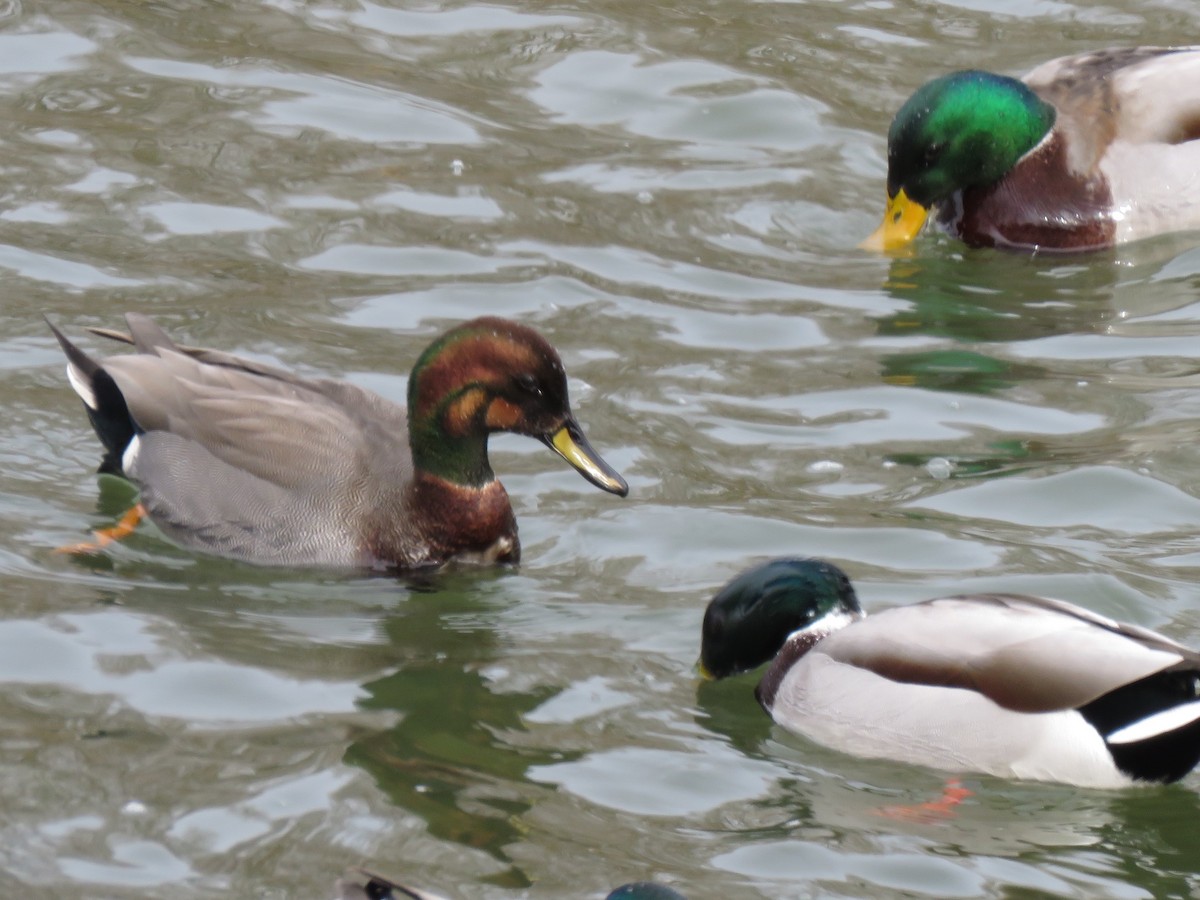 Gadwall x Mallard (hybrid) - ML303399921