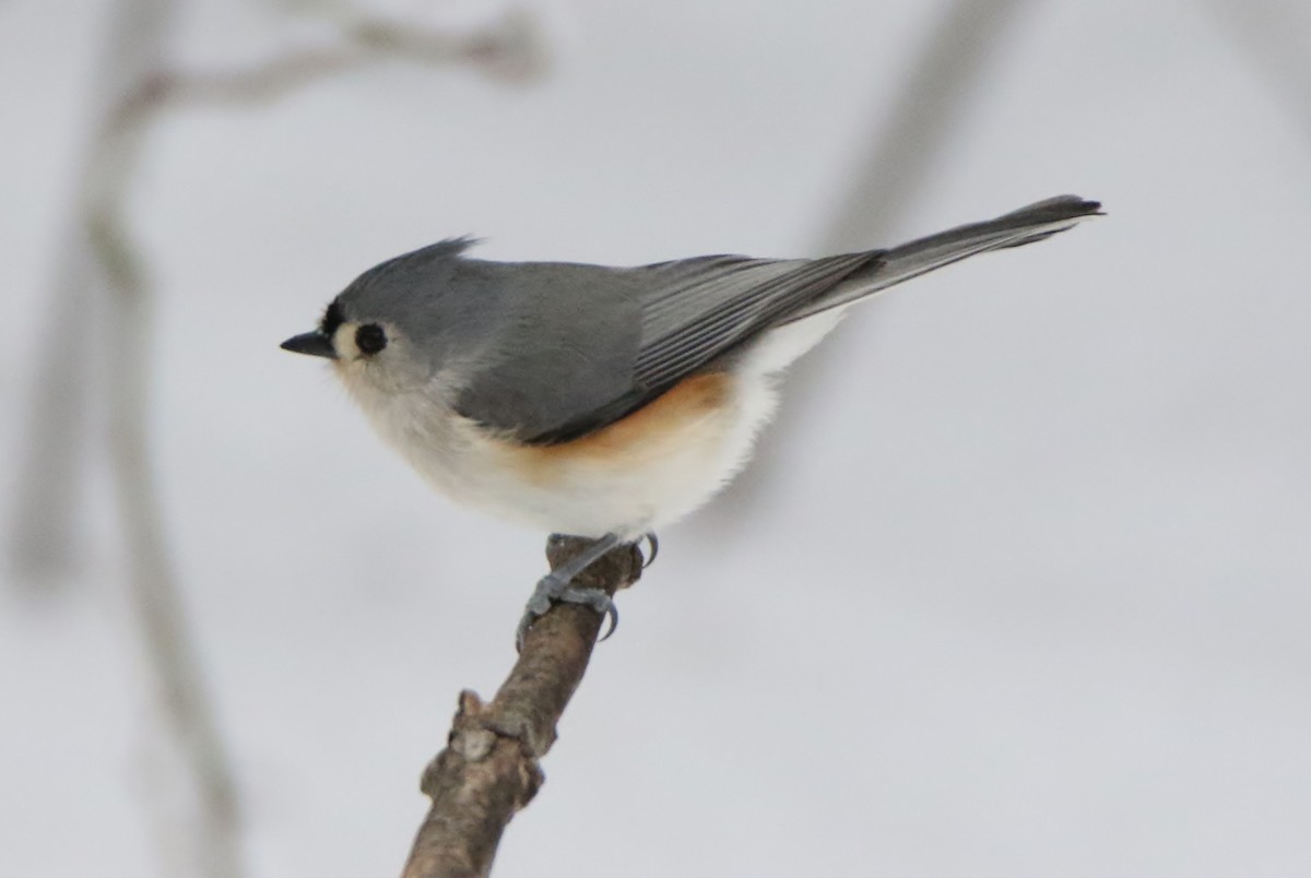 Tufted Titmouse - ML303400091