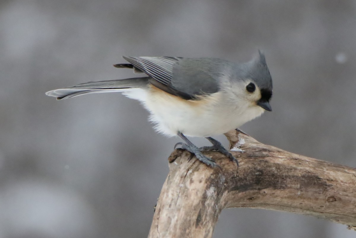 Tufted Titmouse - ML303400101