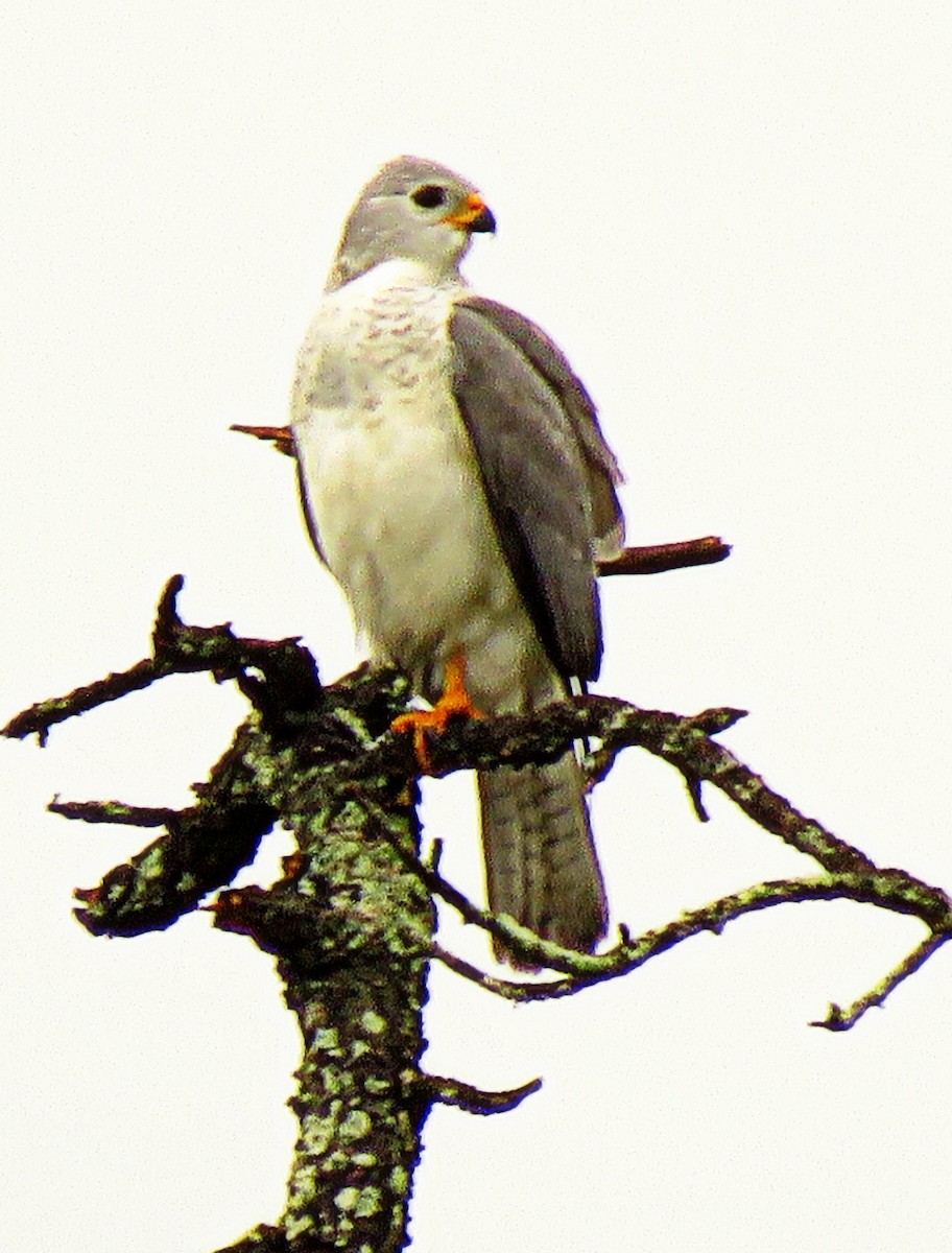 Gray Goshawk - Bill de Belin