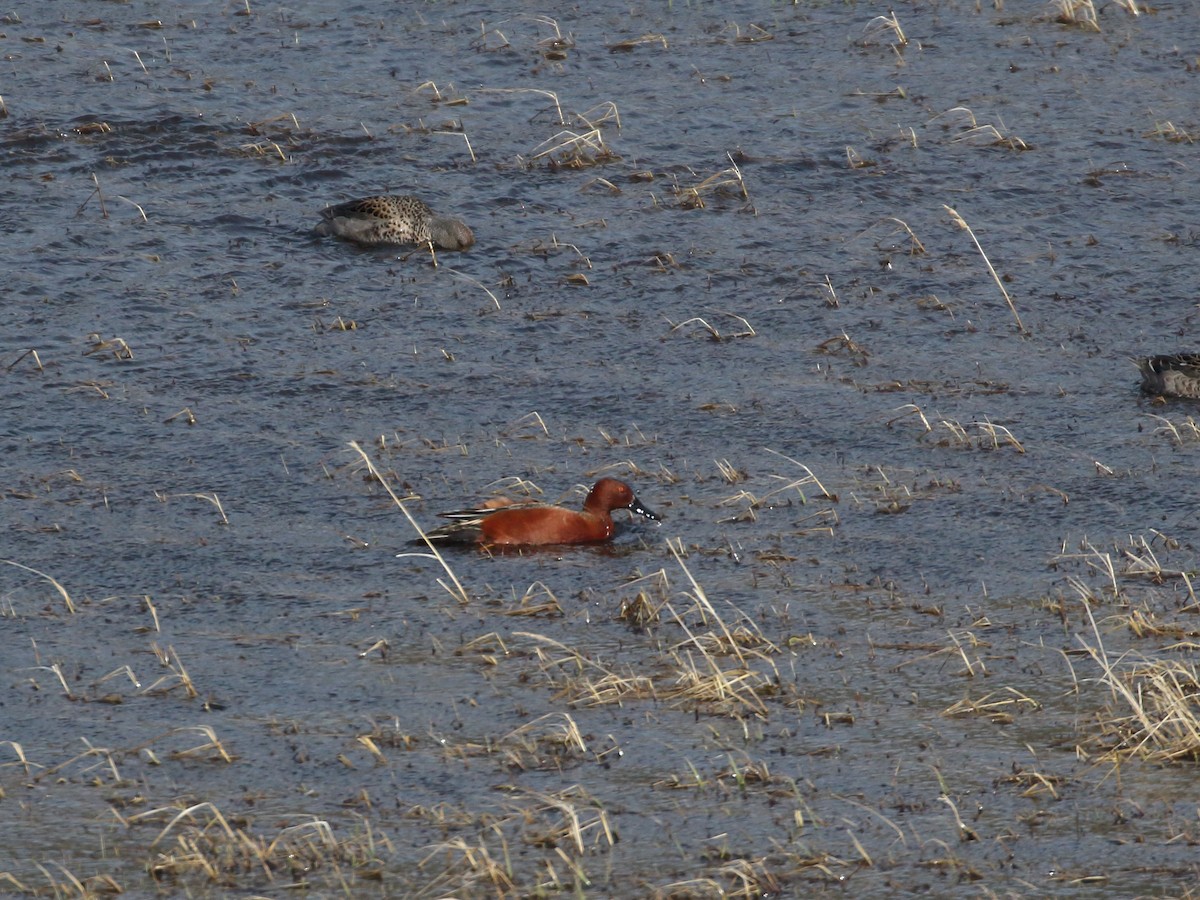 Cinnamon Teal - Keith Valentine