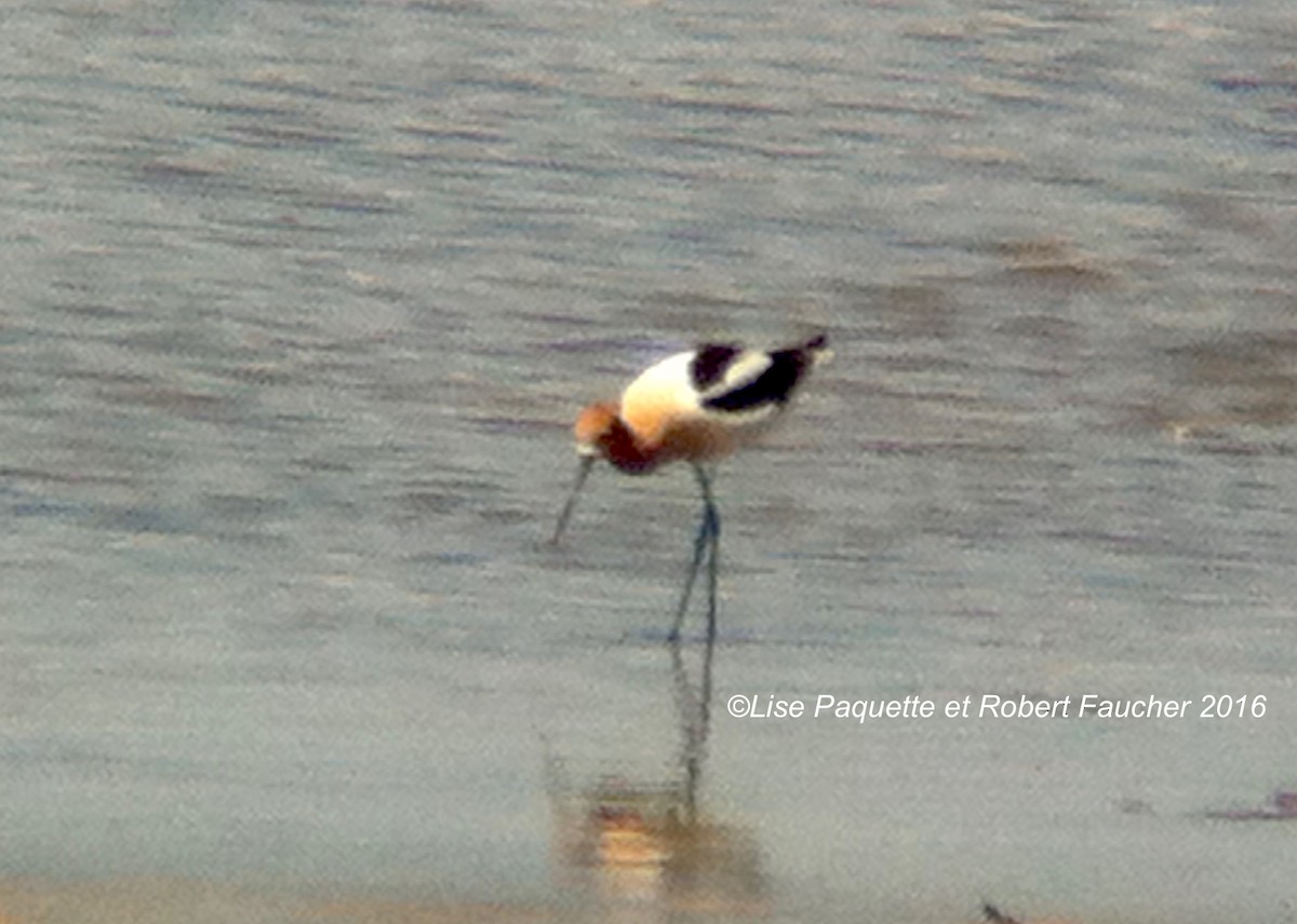 Avocette d'Amérique - ML30340161