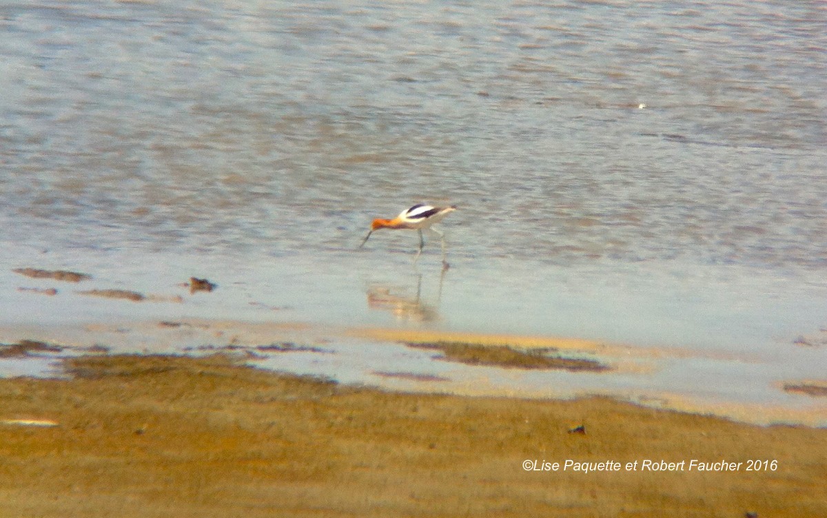 Avocette d'Amérique - ML30340171