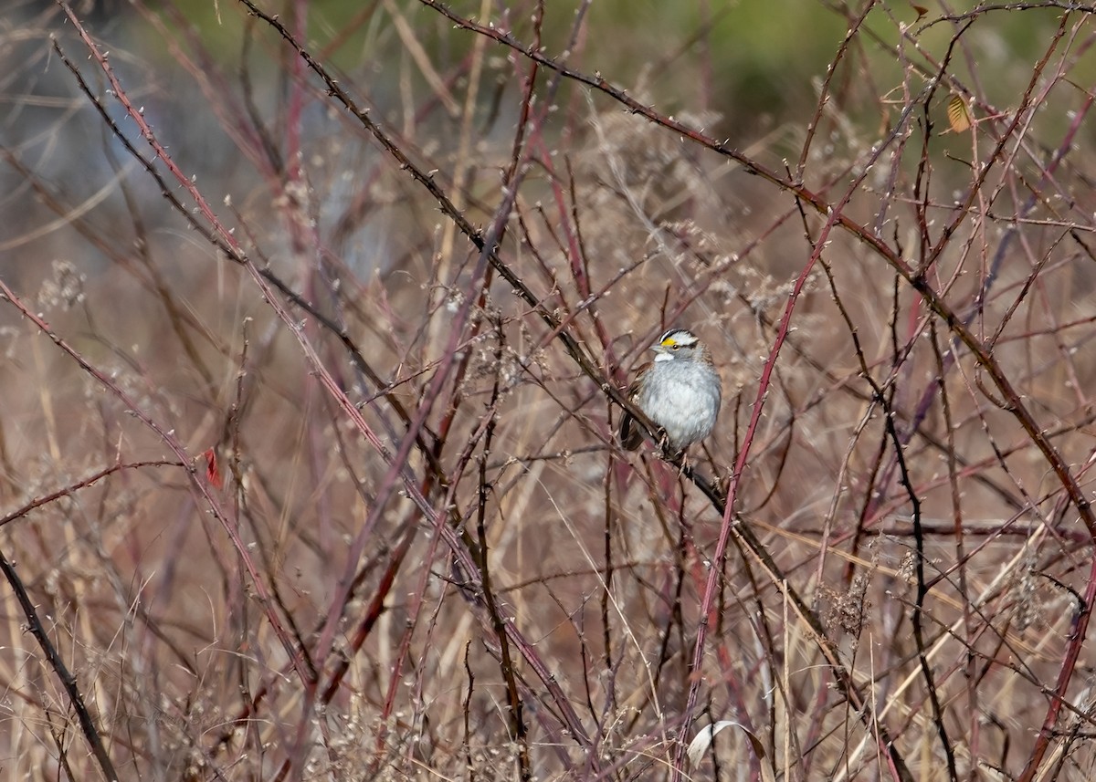 White-throated Sparrow - ML303401781