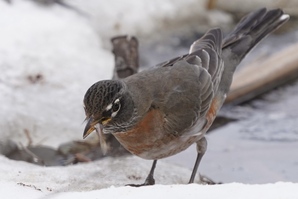 American Robin - ML303409391