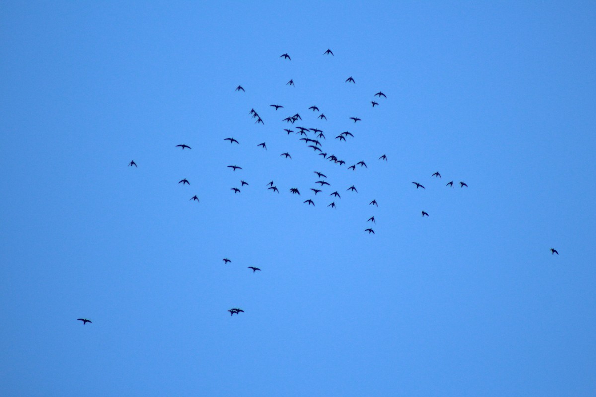 White-collared Swift - ML303410331