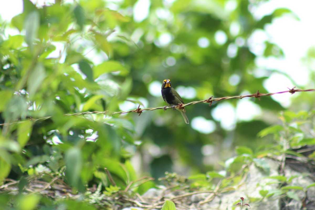 Yellow-faced Grassquit - ML303410481