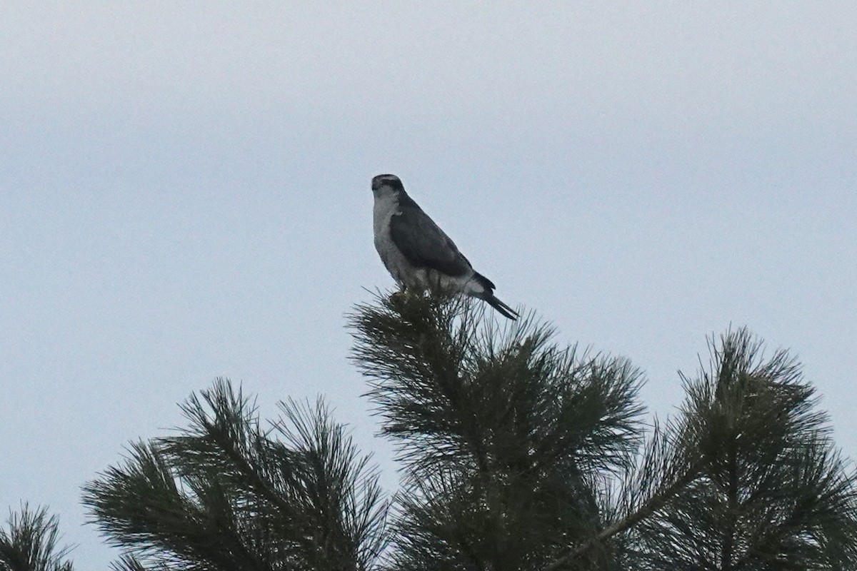 American Goshawk - ML303412291