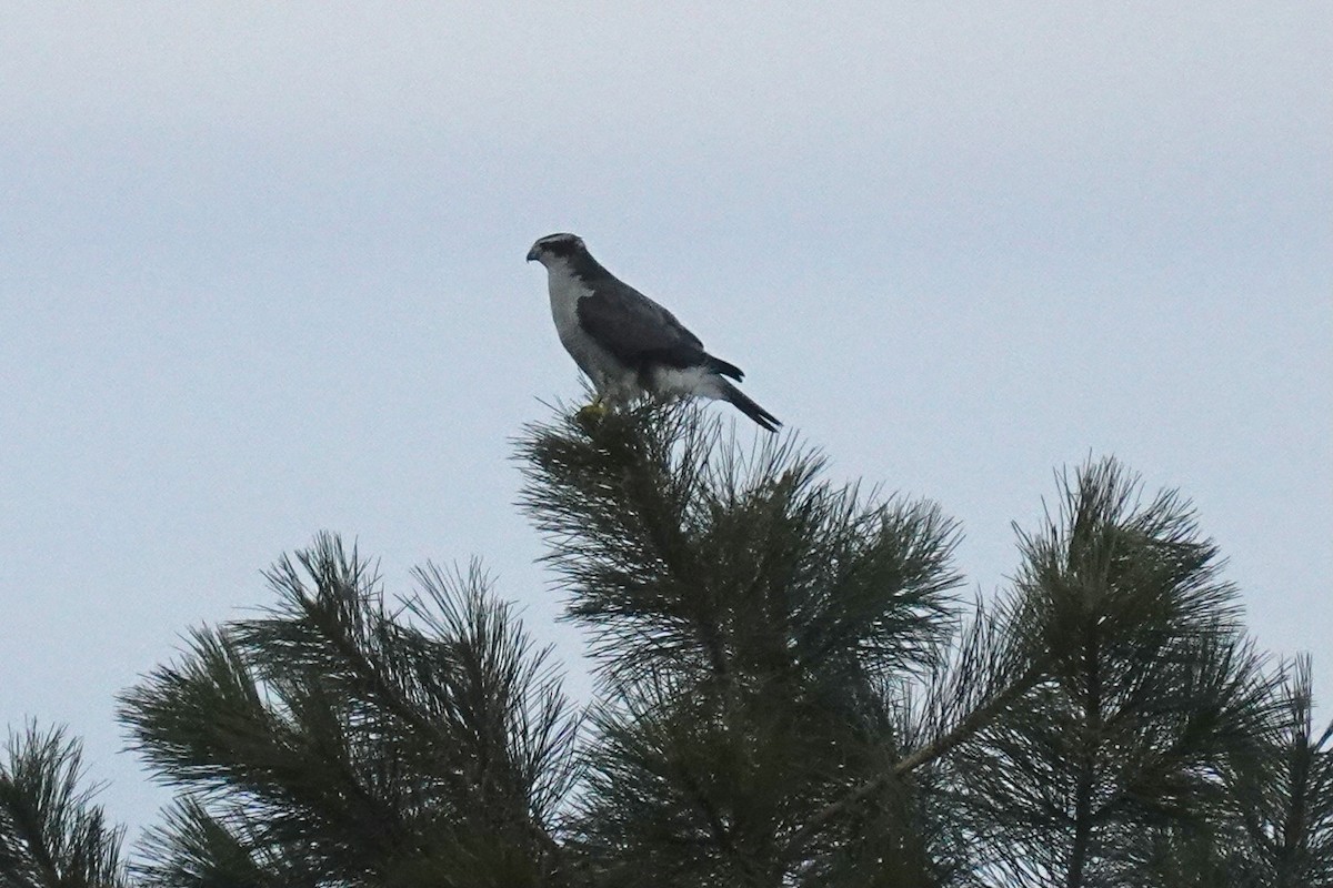 American Goshawk - ML303412341