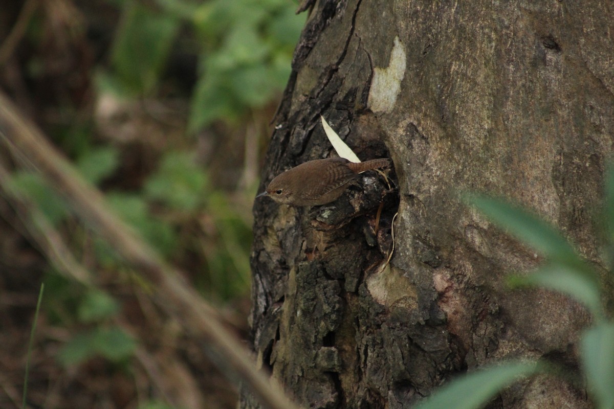 Southern House Wren - ML303413641