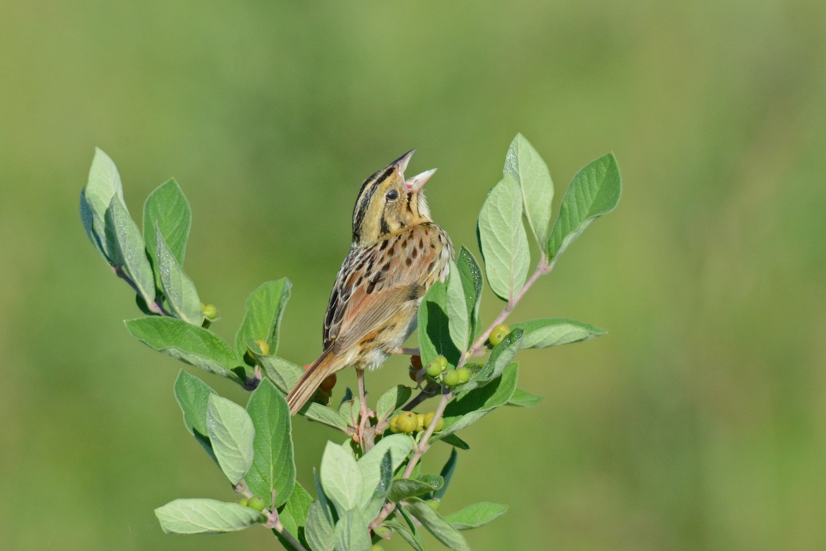 Henslow's Sparrow - ML30341551