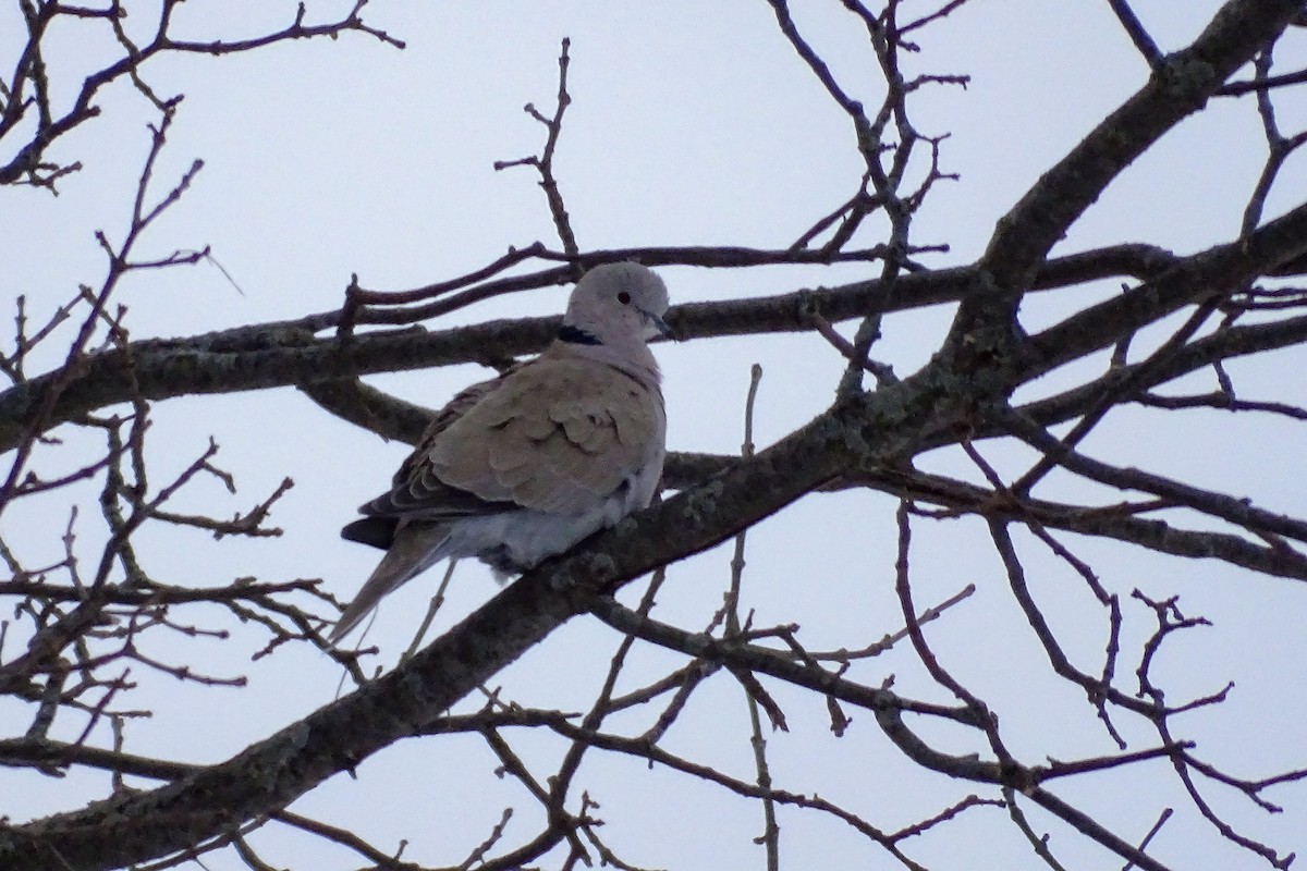 Eurasian Collared-Dove - ML303415721