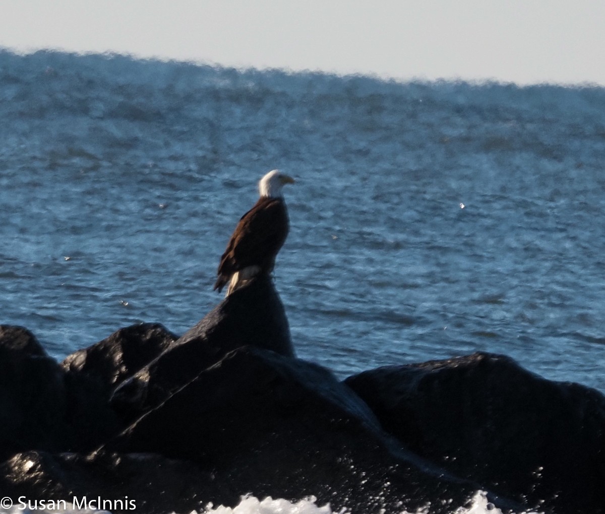 Bald Eagle - ML303416181