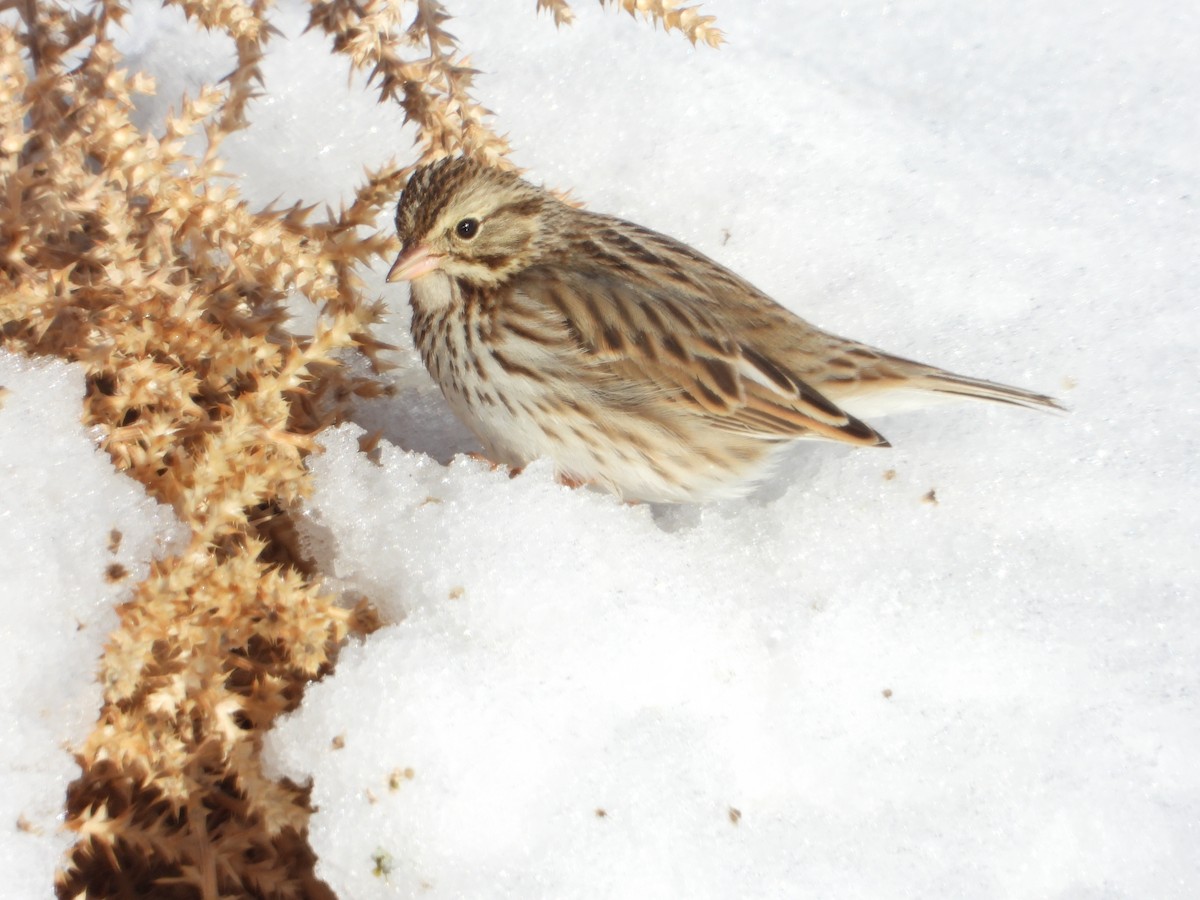 Savannah Sparrow - ML303416831