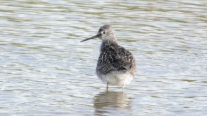 Lesser/Greater Yellowlegs - ML303416851