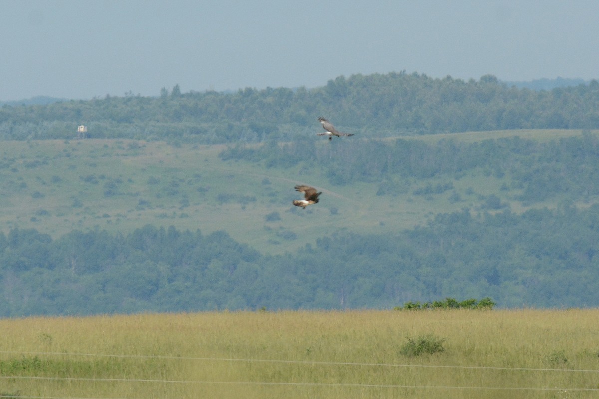 Northern Harrier - ML30341761