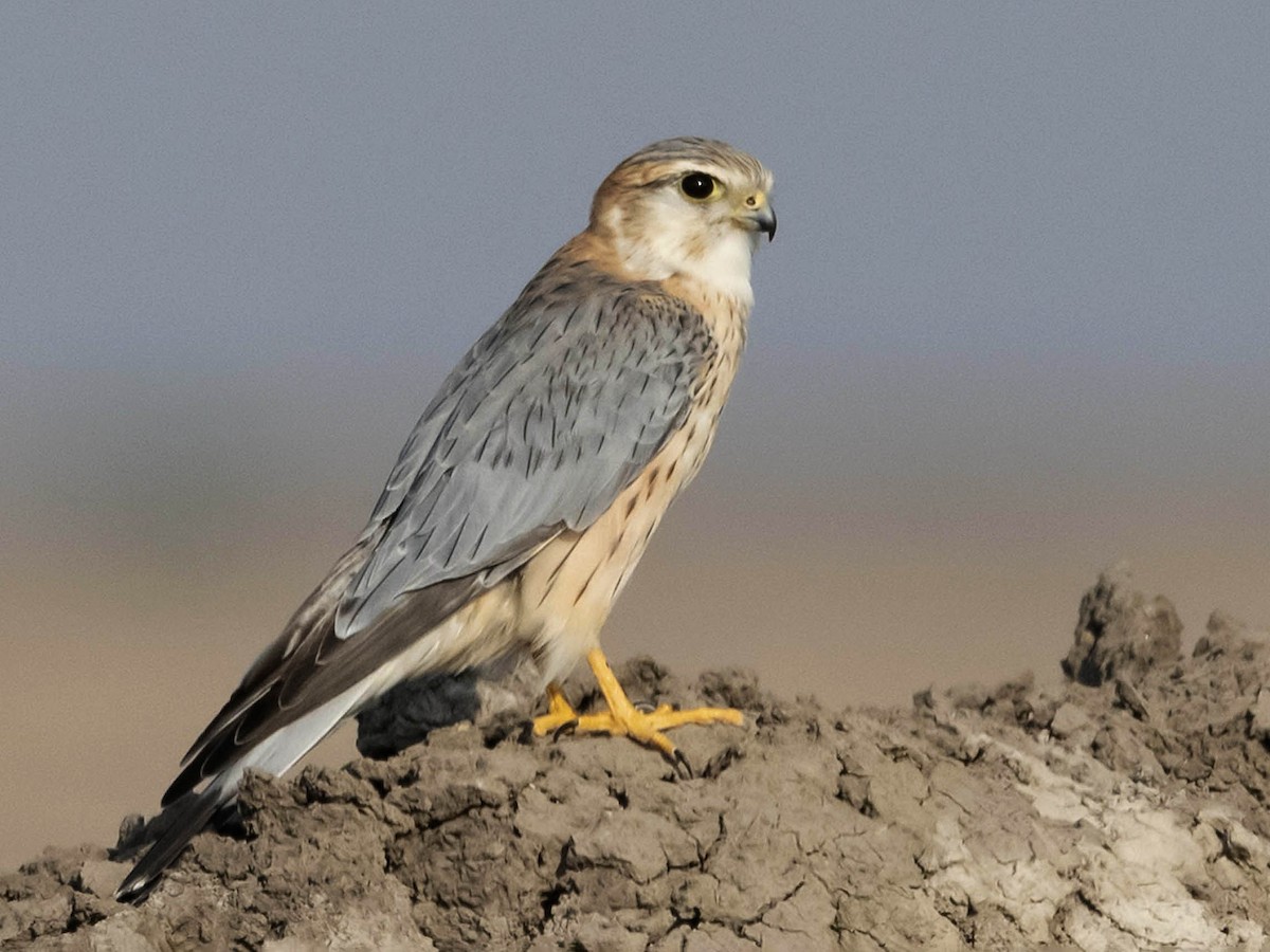 Adult male (Pallid)