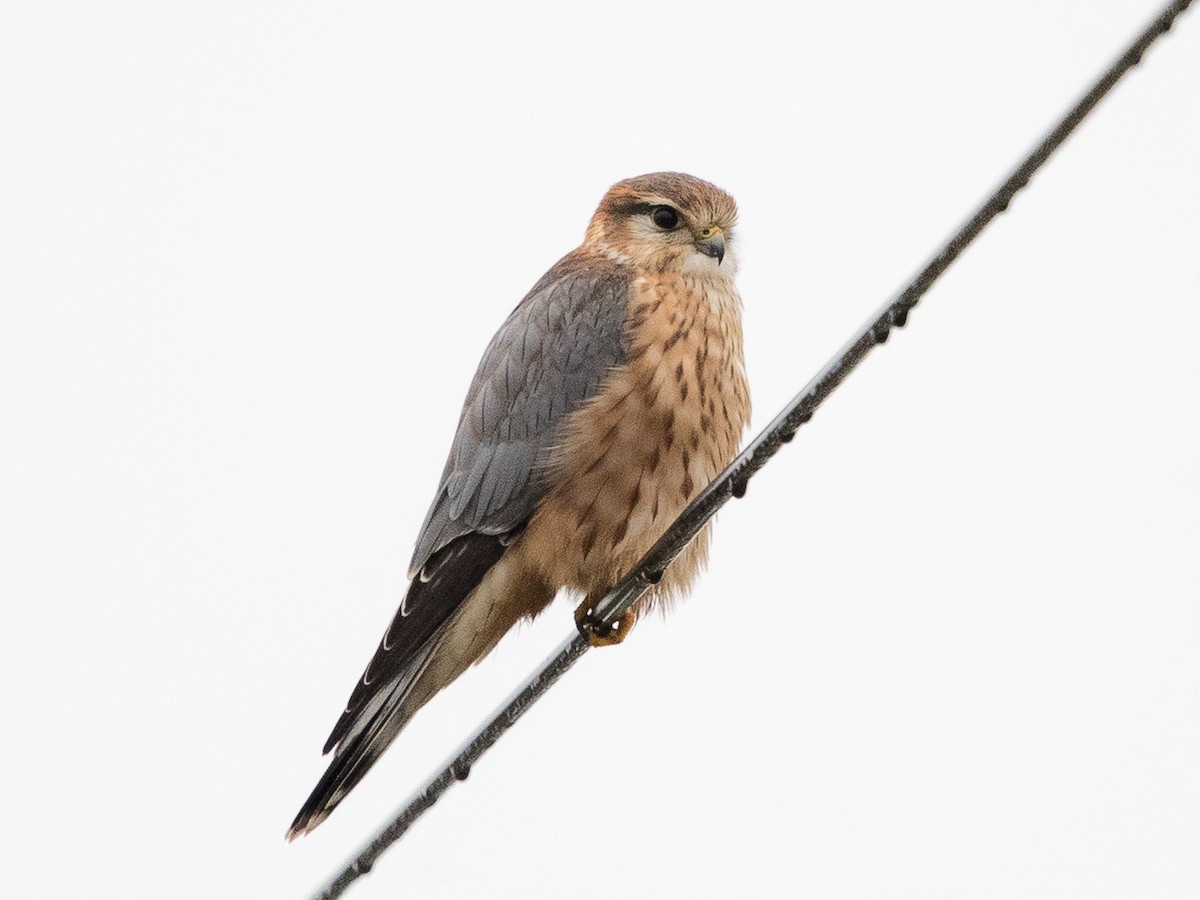 Adult male (Eurasian)