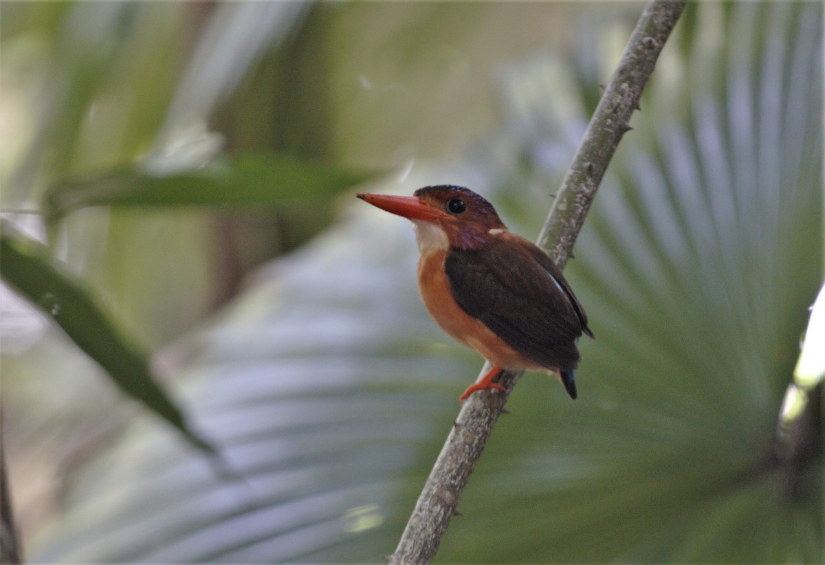 Sulawesi Dwarf-Kingfisher - ML303423311