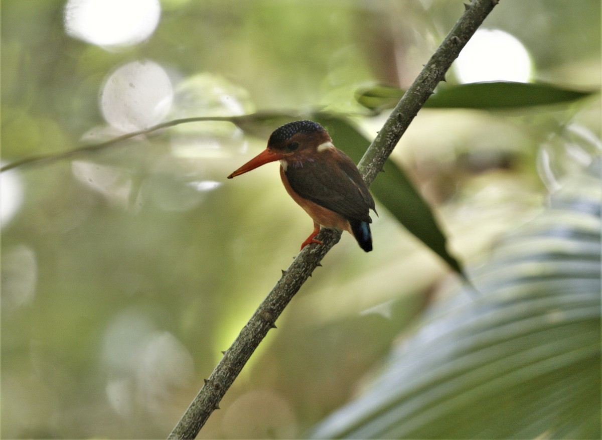 Sulawesi Dwarf-Kingfisher - ML303423331