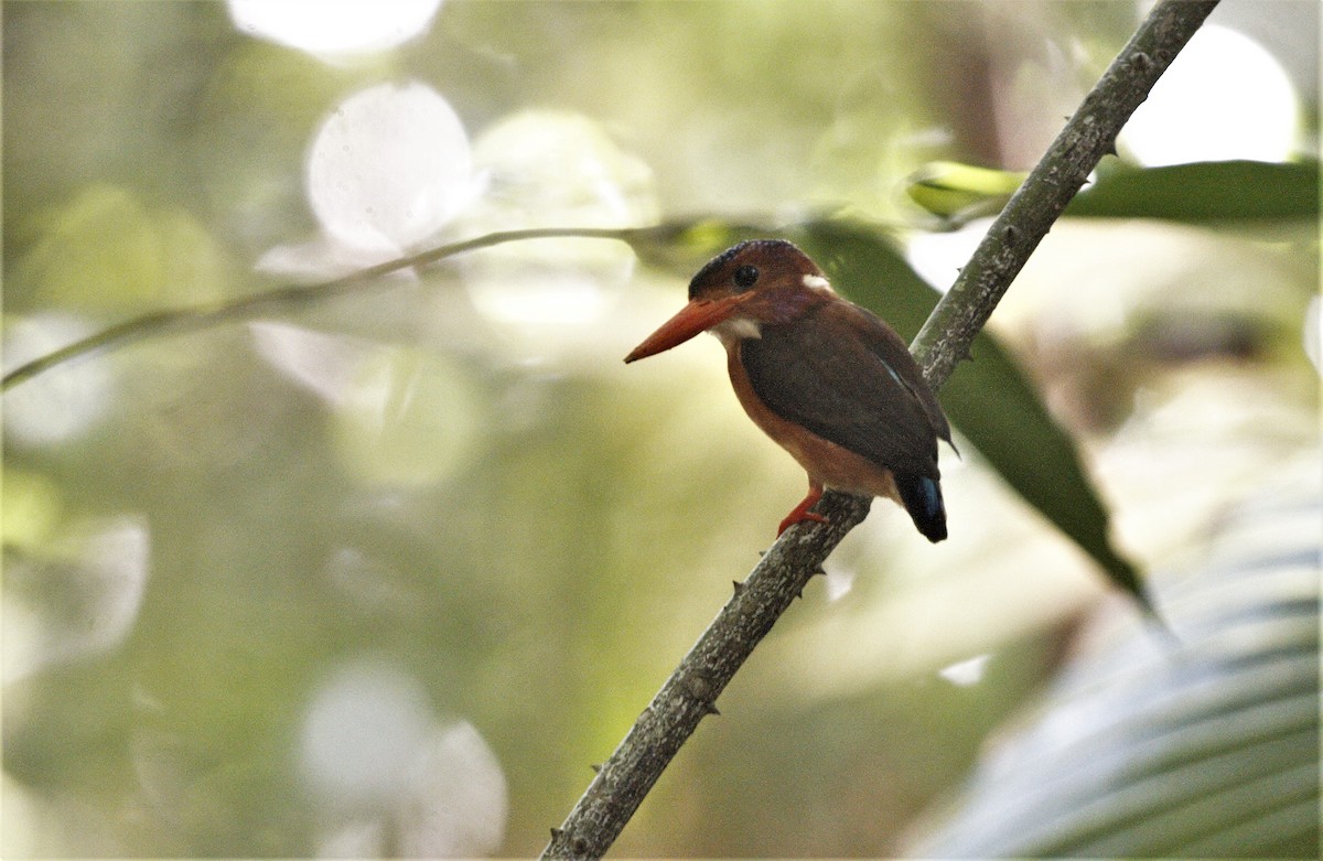 Sulawesi Dwarf-Kingfisher - ML303423341