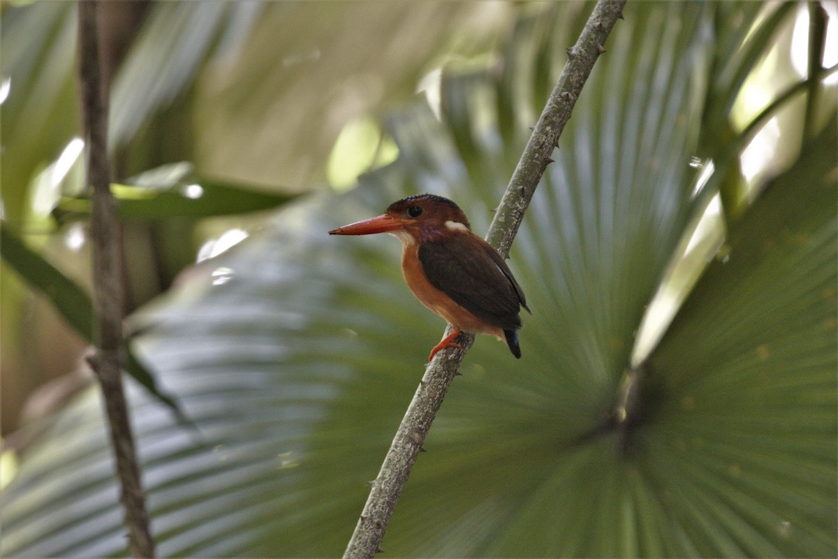 Sulawesi Dwarf-Kingfisher - ML303423351