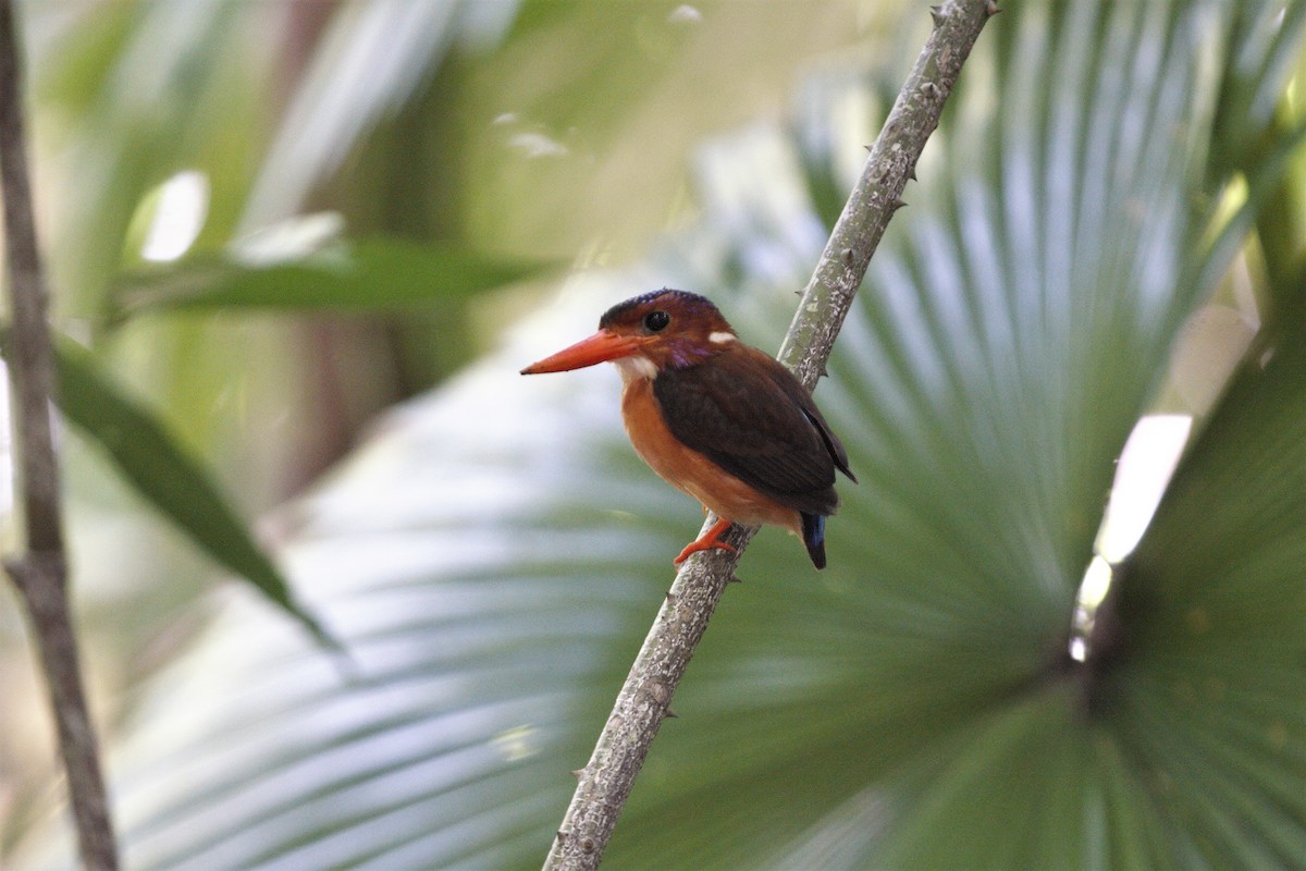 Sulawesi Dwarf-Kingfisher - ML303423361