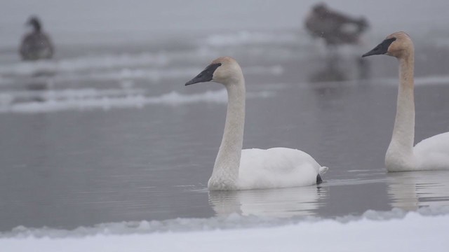 Cisne Trompetero - ML303423921