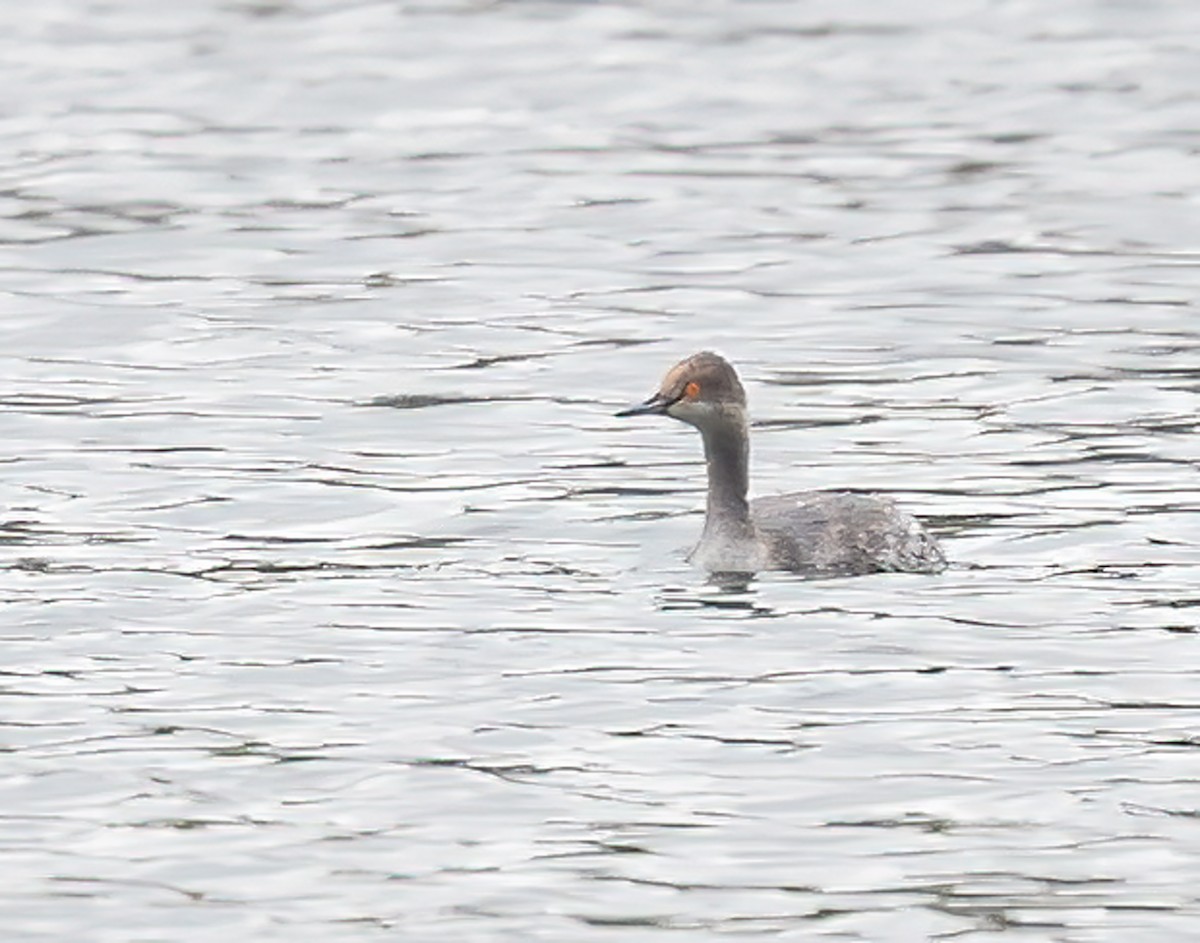 Eared Grebe - james poling