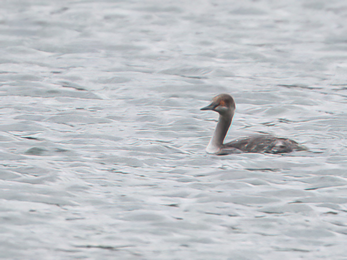 Eared Grebe - james poling