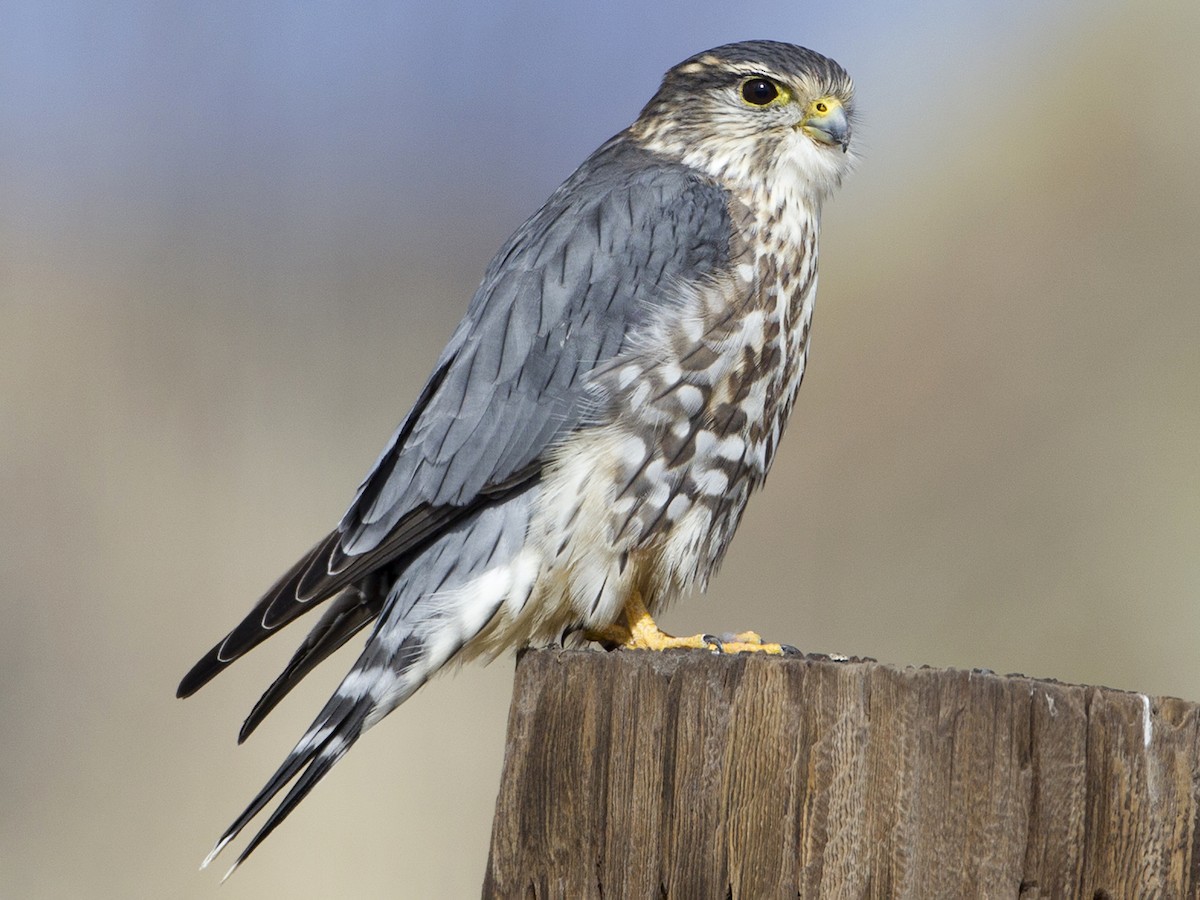 Adult male (Taiga)