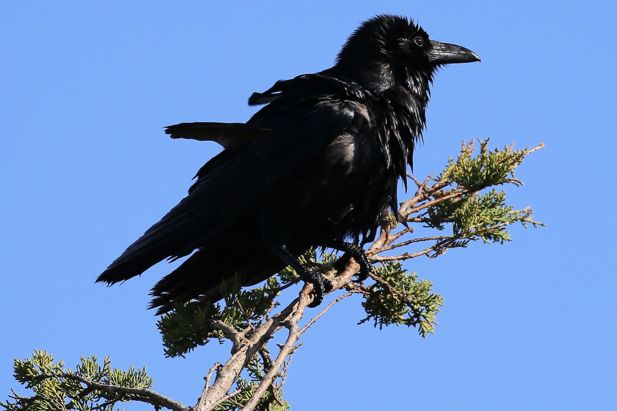Common Raven - ML303425821