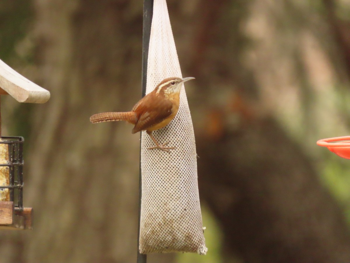Carolina Wren - ML303432381