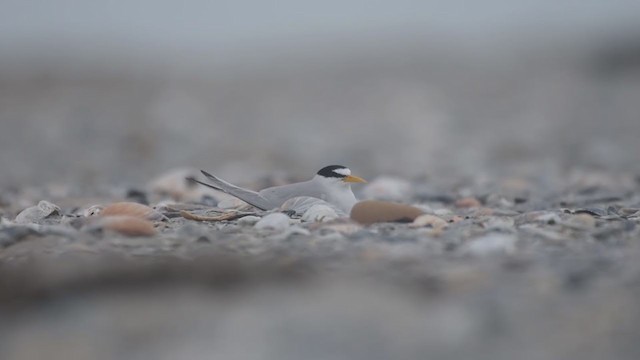 Least Tern - ML303432601