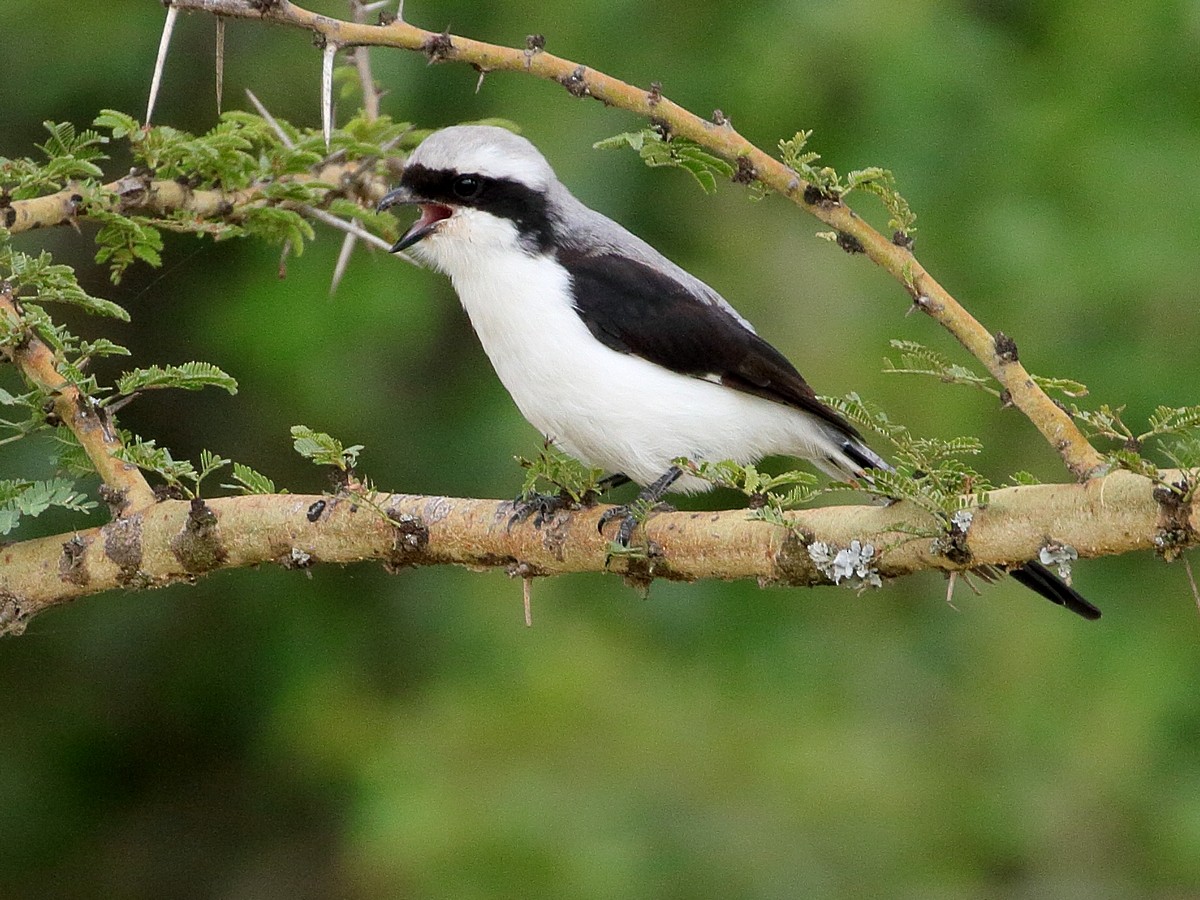 Gray-backed Fiscal - ML303434061