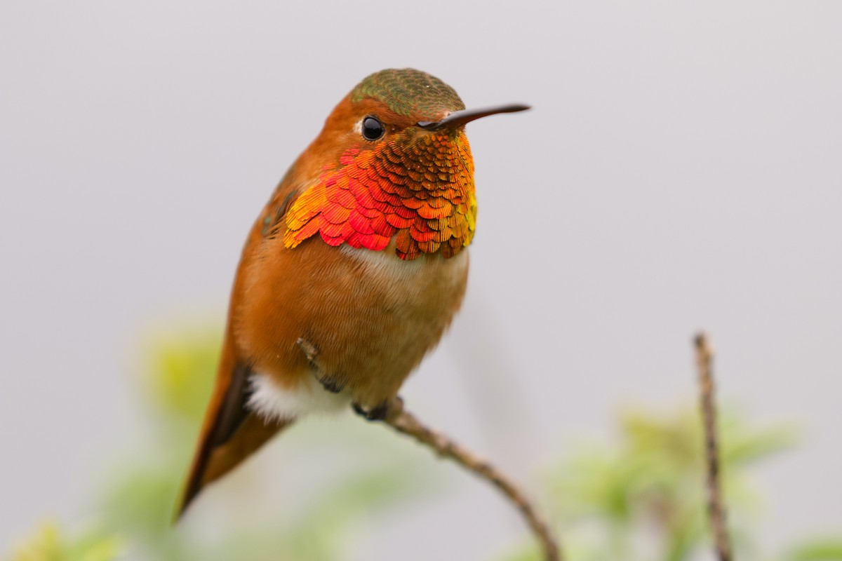 Colibrí de Allen - ML303434171