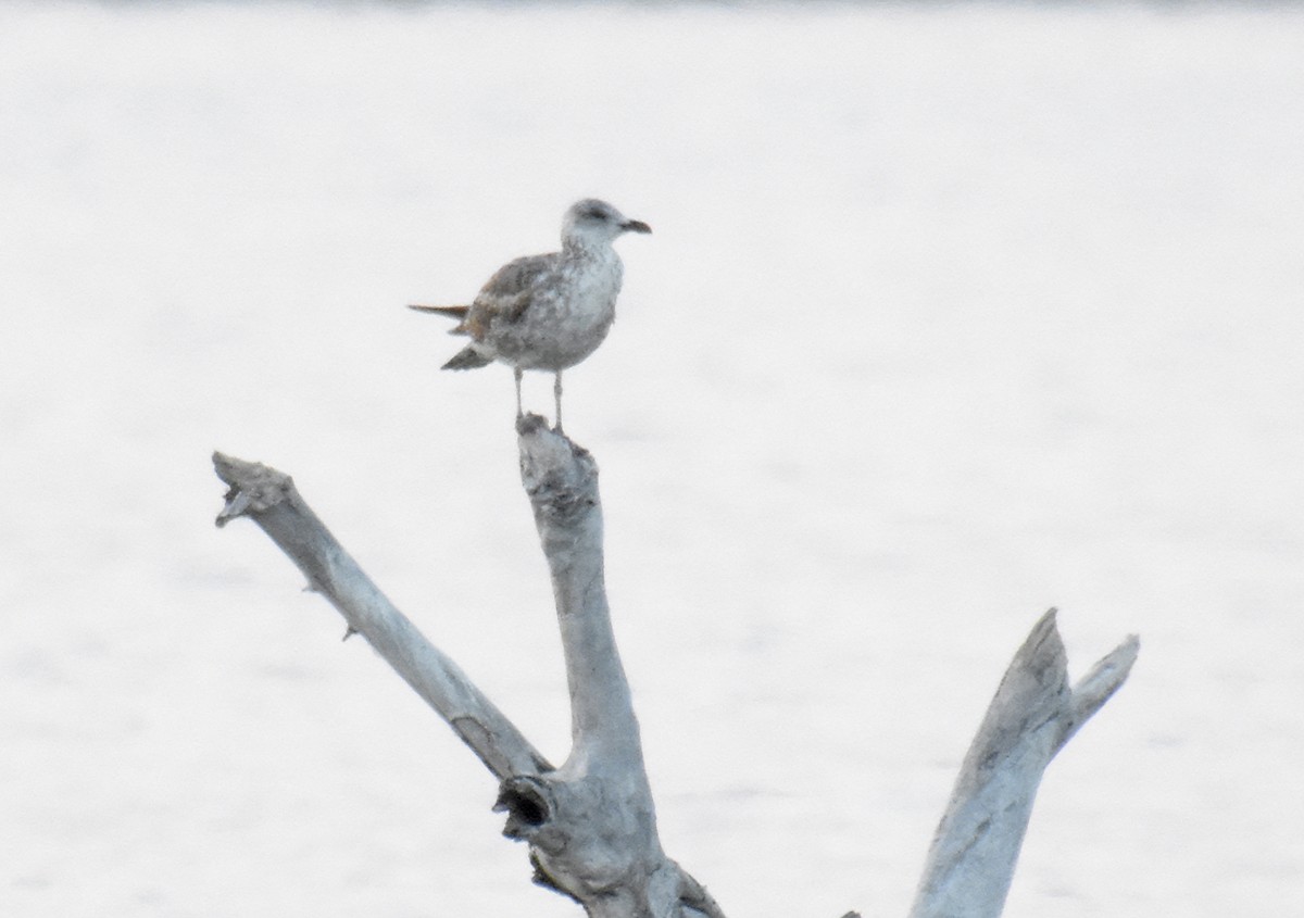 Lesser Black-backed Gull - ML30343491