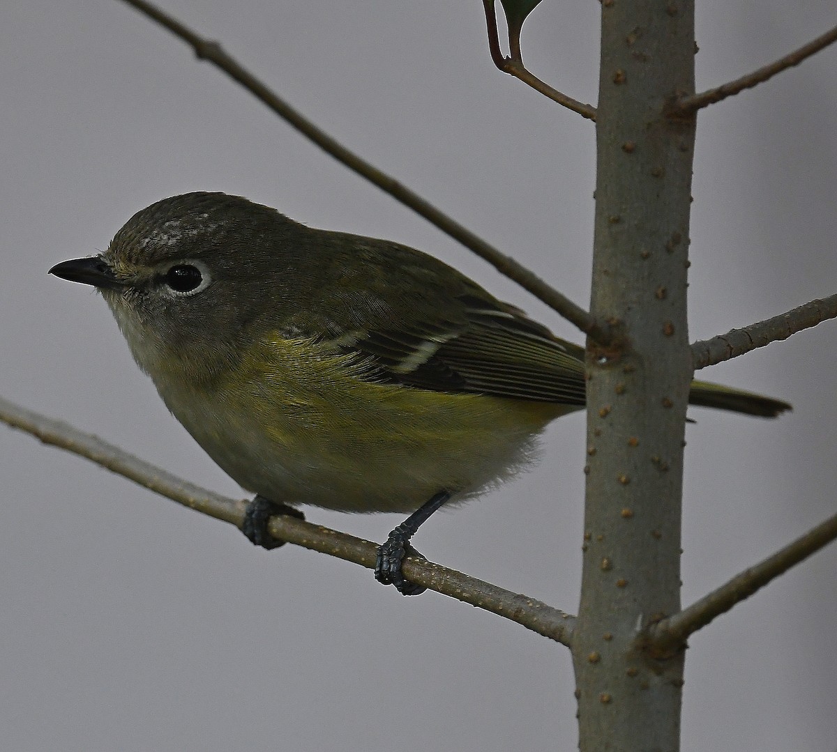 Vireo de Cassin - ML303435901