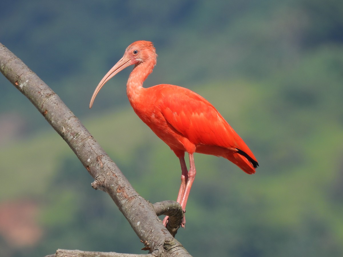 Scarlet Ibis - Eyiver Oyola Oviedo