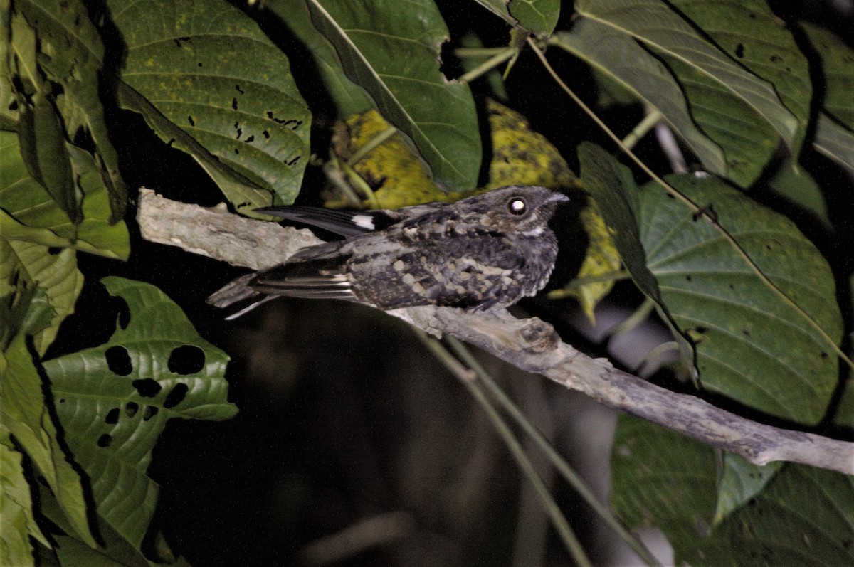 Sulawesi Nightjar - Rob Martin