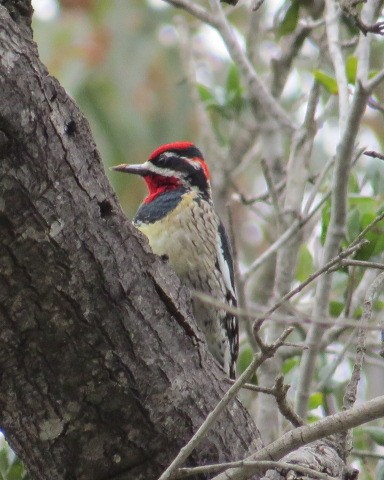 Al Enseli Ağaçkakan - ML303438111