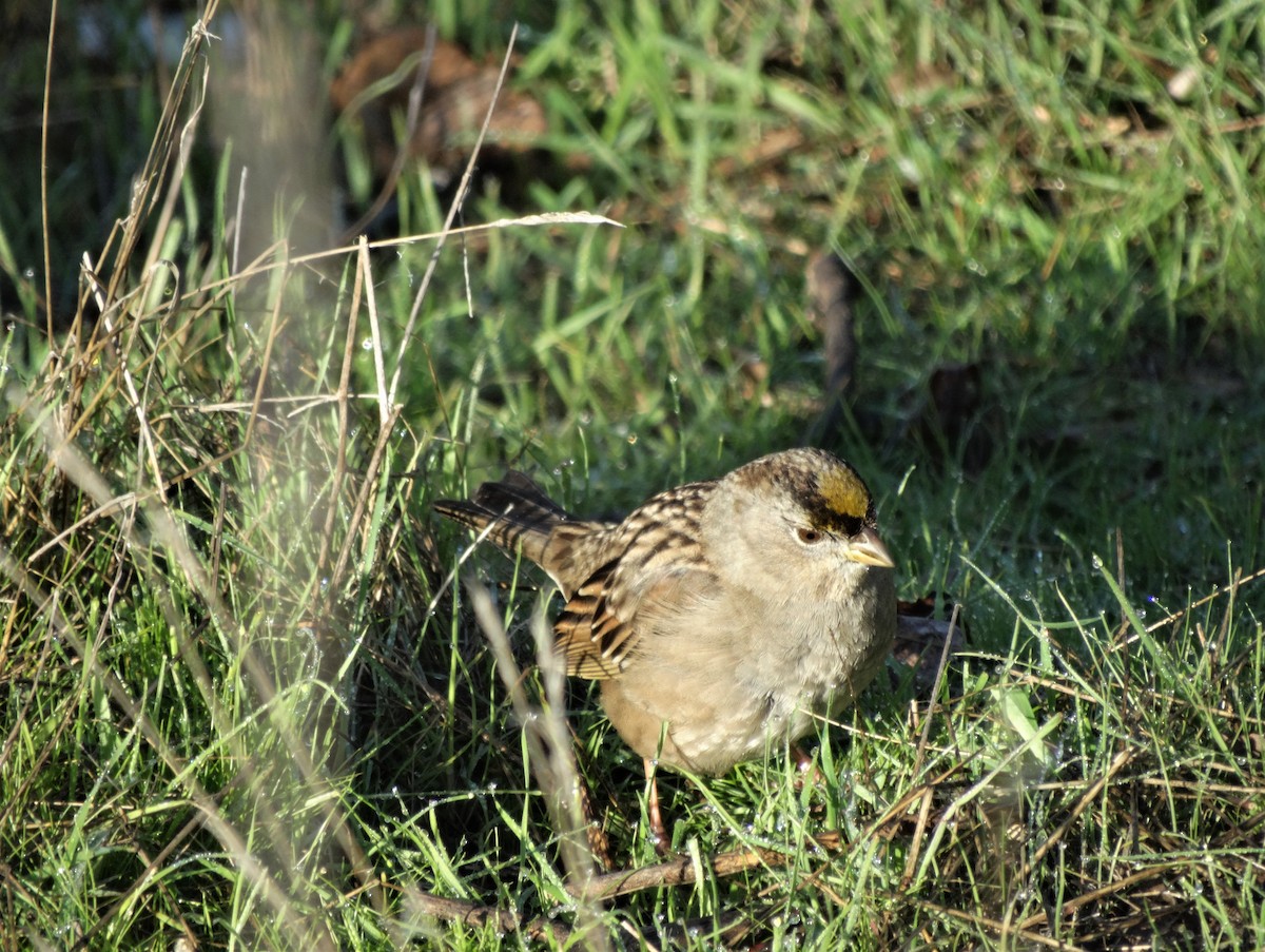 Golden-crowned Sparrow - ML303438441
