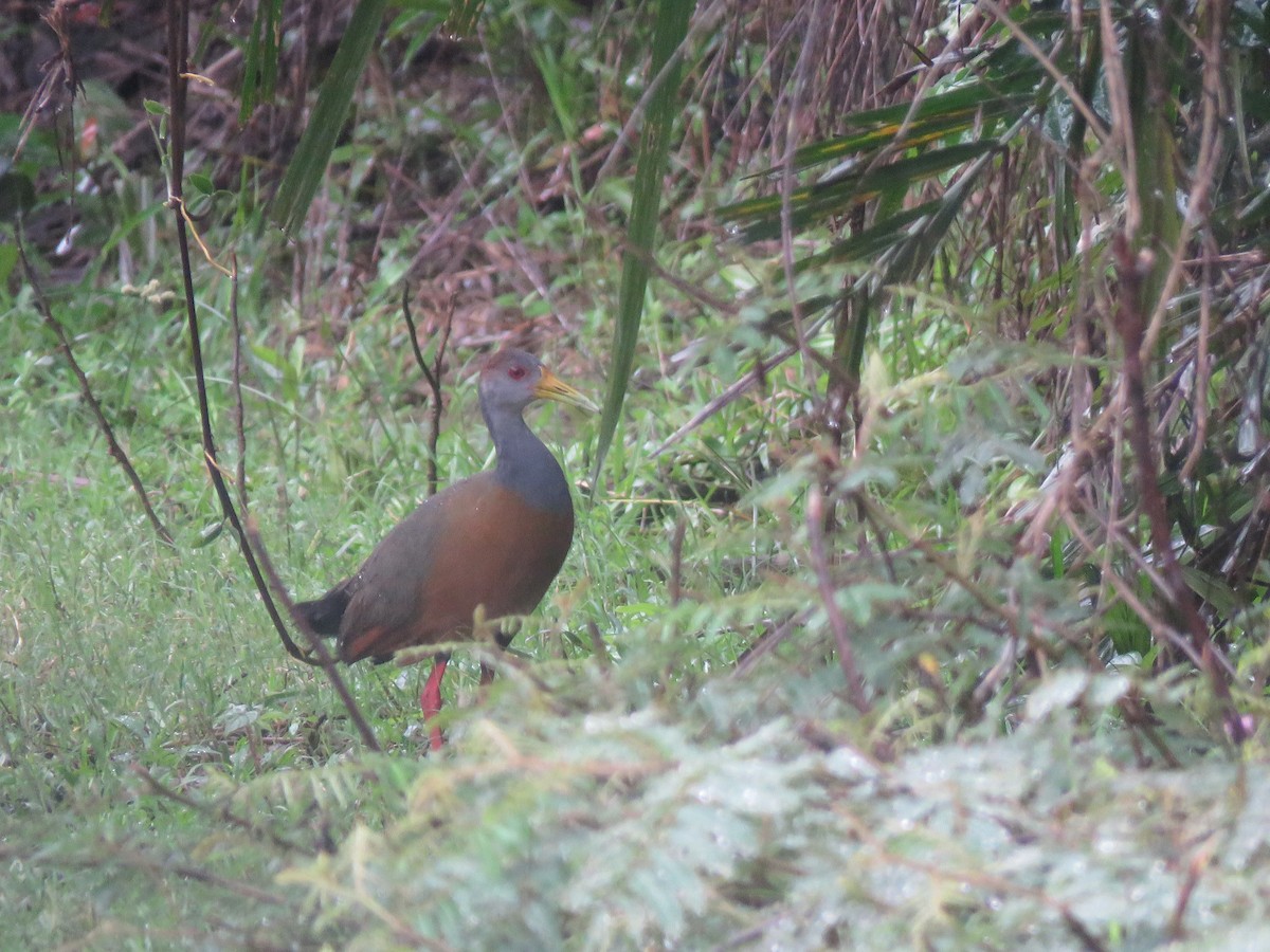 Russet-naped Wood-Rail - ML303440181