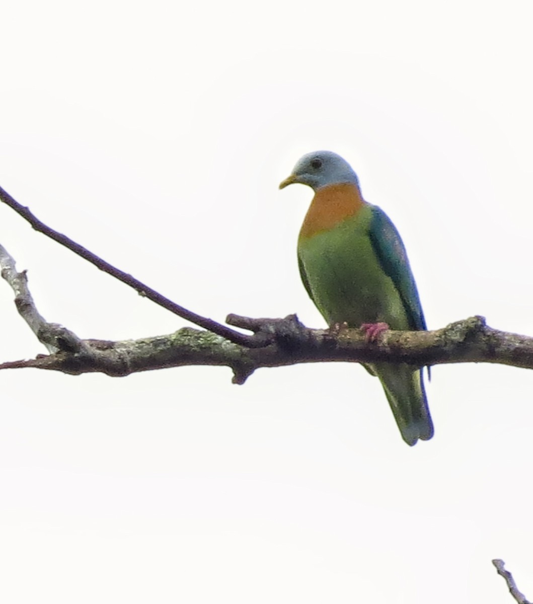 Pink-spotted Fruit-Dove - ML303440811